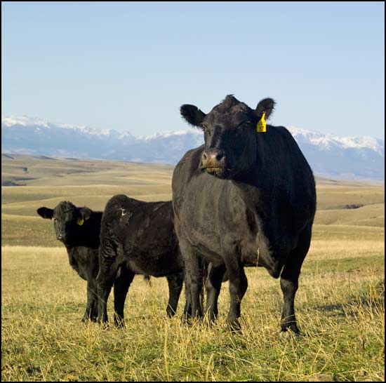 Montana cow and calves