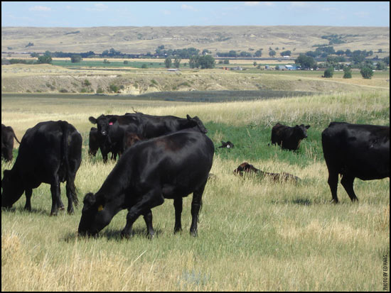 Utah cattle.