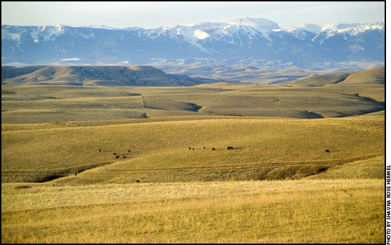 Montana grazing land