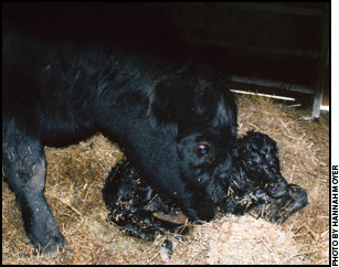 Angus calf & mother