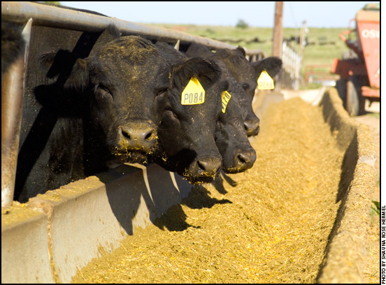 cattle at feedbunk