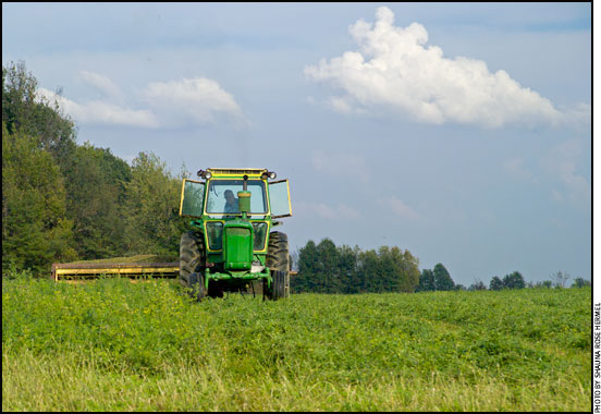 Cutting alfalfa for hay