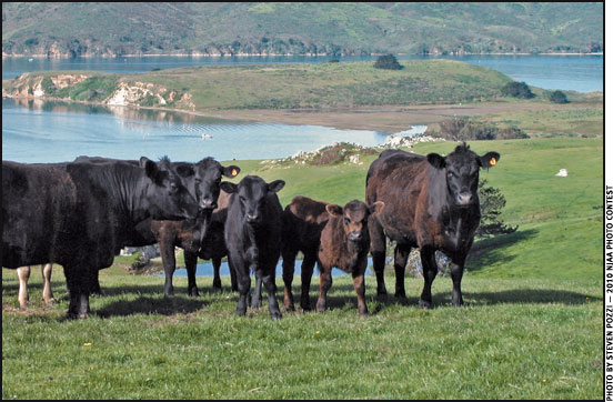 Cows and calves on pasture