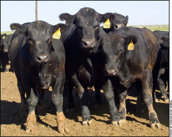 group of young bulls