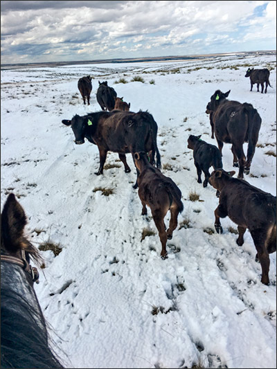 Moving cattle after storm