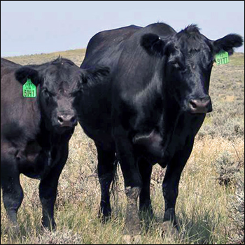 Nutrition critical for bull fertility