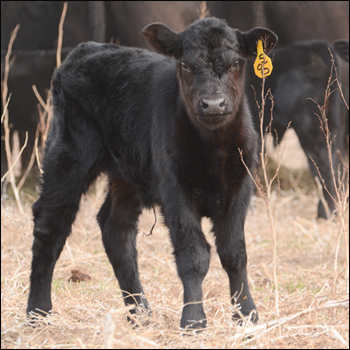 Early calving